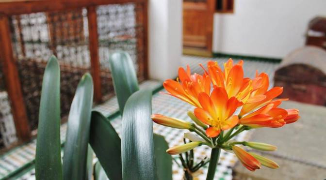 4. RIÁDOVÉ TRABLE ANEB NENÍ VŠE ZLATO, CO SE BLYŠTÍ